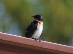 Hirundo neoxena carteri