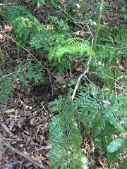 Asplenium × lucrosum