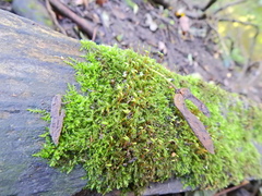 Rhynchostegium confertum