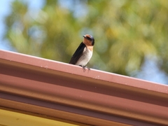 Hirundo neoxena carteri