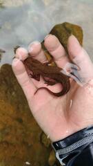 Paramesotriton hongkongensis