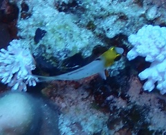 Bodianus anthioides