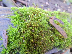 Rhynchostegium confertum