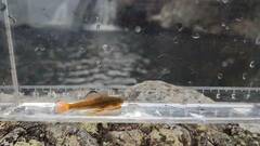 Pseudogastromyzon laticeps