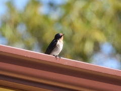 Hirundo neoxena carteri