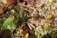 Vicia venosa