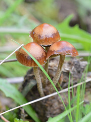 Deconica