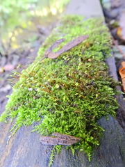 Rhynchostegium confertum