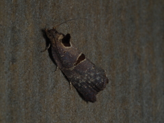 Glyphidoptera insignana