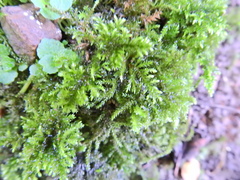 Rhynchostegium confertum