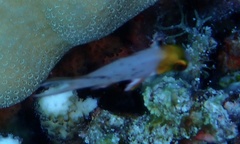 Bodianus anthioides