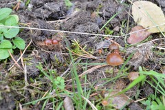 Deconica