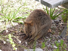 Setonix brachyurus