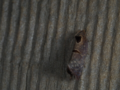 Glyphidoptera insignana