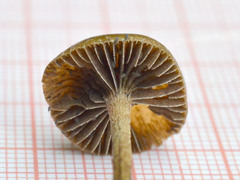 Deconica