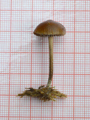 Deconica