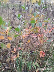 Aronia mitschurinii