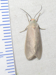 Phaegopterina