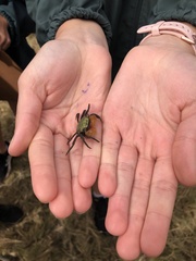 Parasesarma erythodactylum