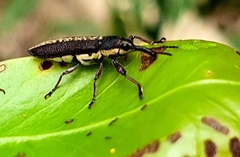Rhinotia