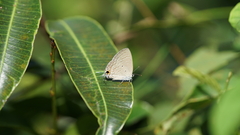 Catochrysops