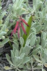 Lachenalia bulbifera