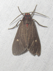 Euchaetes zella