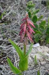 Lachenalia bulbifera