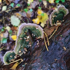Trichaptum laricinum