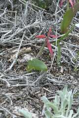 Lachenalia bulbifera