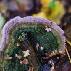 Trichaptum laricinum