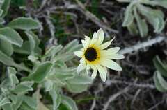 Arctotis stoechadifolia