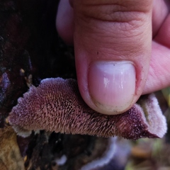 Trichaptum laricinum