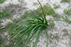 Trachyandra divaricata