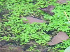 Callitriche stagnalis