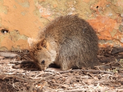 Setonix brachyurus