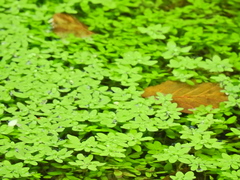 Callitriche stagnalis