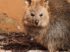 Setonix brachyurus