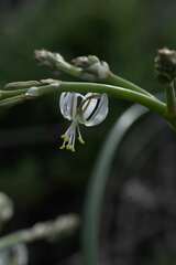 Trachyandra divaricata