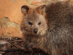 Setonix brachyurus