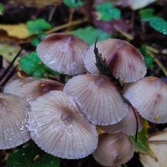 Mycena zephirus