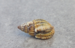 Tritia reticulata