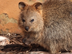 Setonix brachyurus