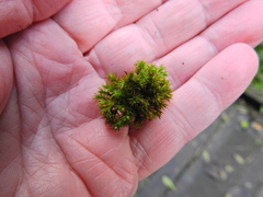 Lewinskya