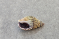 Tritia reticulata