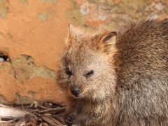 Setonix brachyurus