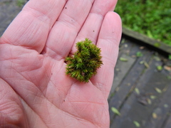 Lewinskya