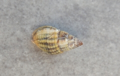 Tritia reticulata