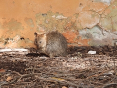 Setonix brachyurus