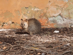 Setonix brachyurus